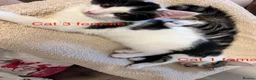 Mixed Breed cats for sale: 6 adorable cute kittens for sale in London - Advert 15
