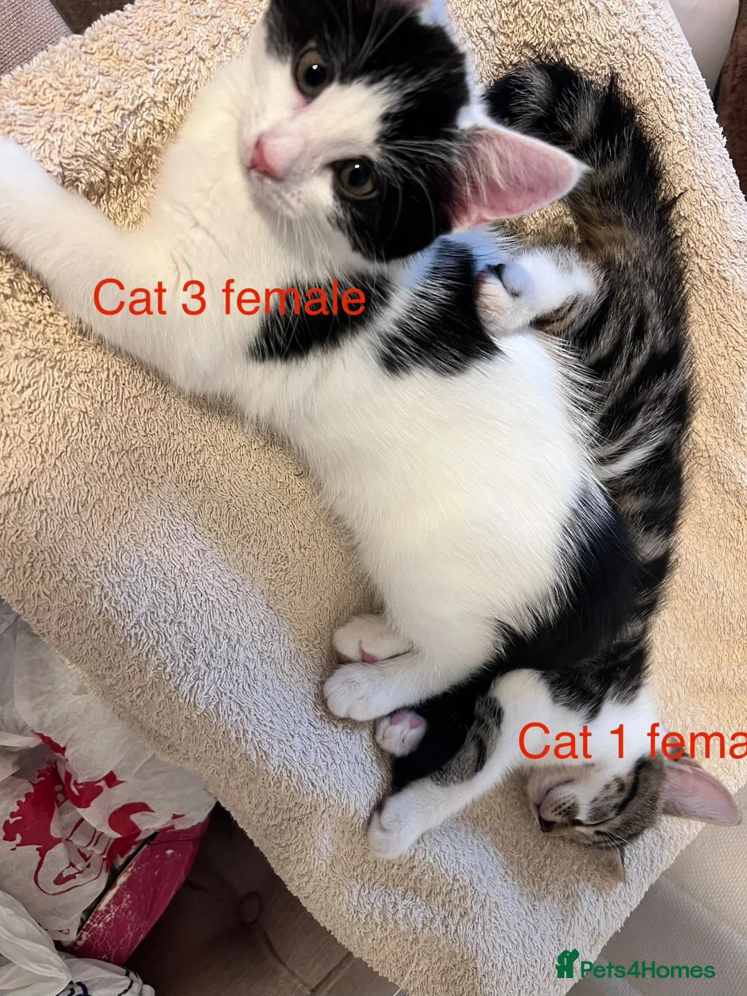 Mixed Breed cats for sale: 6 adorable cute kittens for sale in London - Advert 15