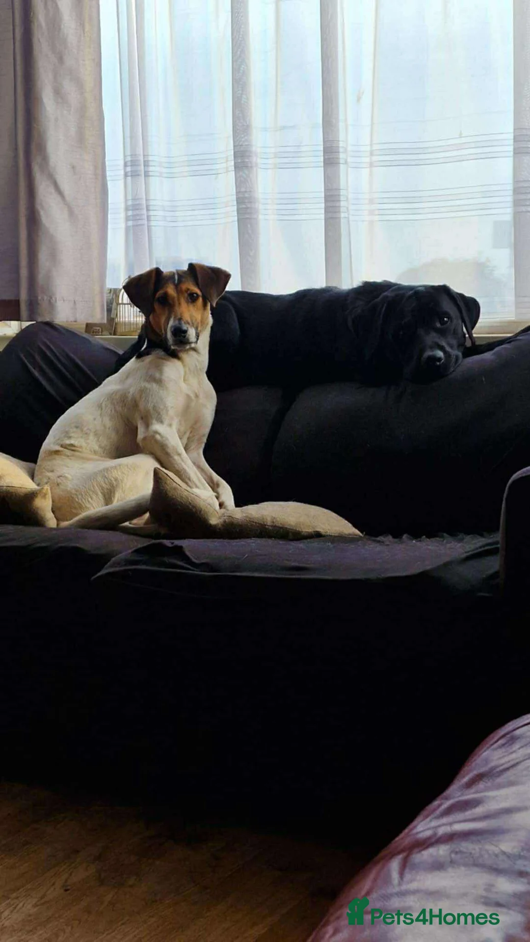 Mixed Breed dogs for adoption: Nora is looking for a loving forever home in Withernsea - Advert 23