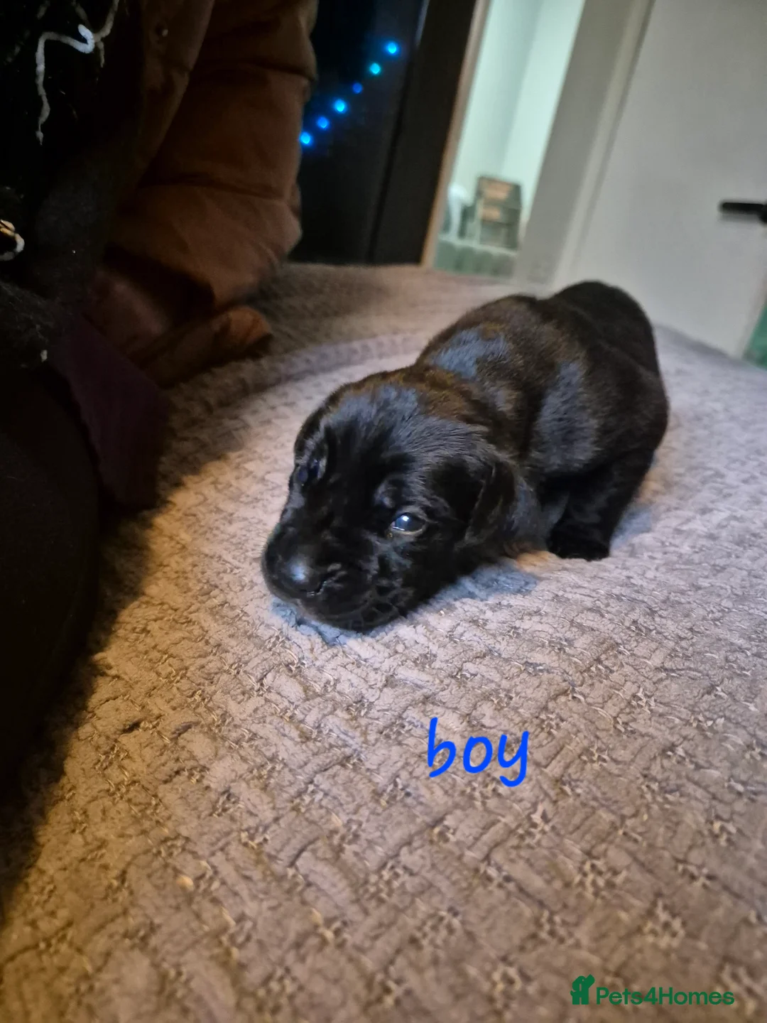 Cane Corso dogs for sale: Cane corso puppies - Advert 12