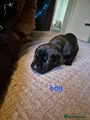Cane Corso Puppy 3