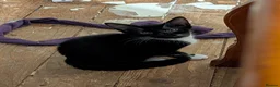 Mixed Breed cats for sale: 2 gorgeous tuxedo kittens - Advert 6