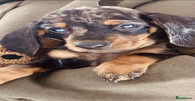 Dachshund dogs - Advert 11
