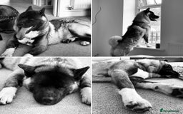 Akita dogs for sale: 4 year old Akita  - Image 1