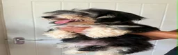 Mixed Breed dogs for sale: Mauxie-poo in Liverpool - Advert 9