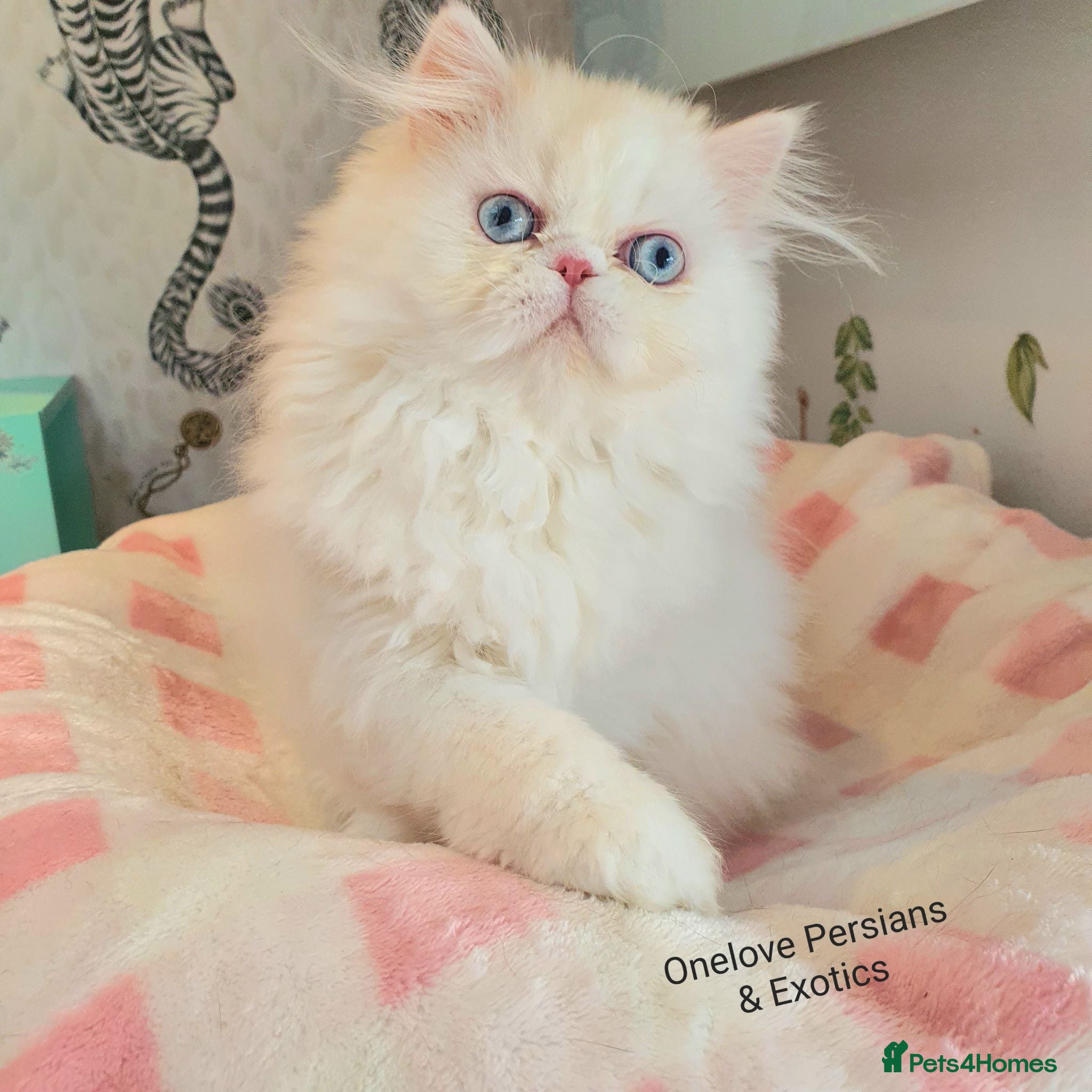 Persian cats 🎀🎀 GCCF Persian Kitten 🎀🎀 - Advert 2
