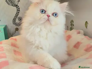 Persian cats 🎀🎀 GCCF Persian Kitten 🎀🎀 - Advert 2