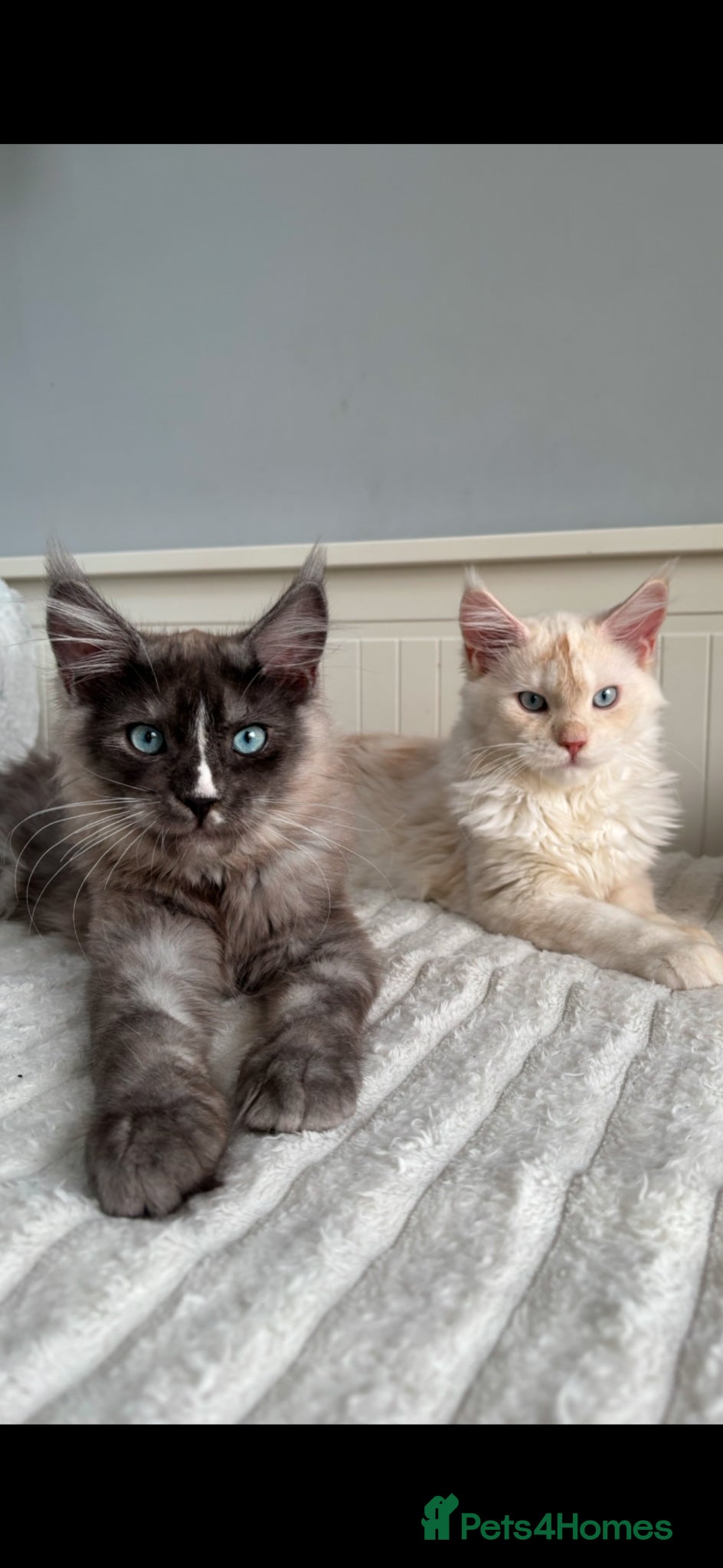 Maine Coon cats Cute Maine coon 2 boys & girl Blue eyes  - Advert 1