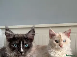 Maine Coon cats Cute Maine coon 2 boys & girl Blue eyes - Advert 1