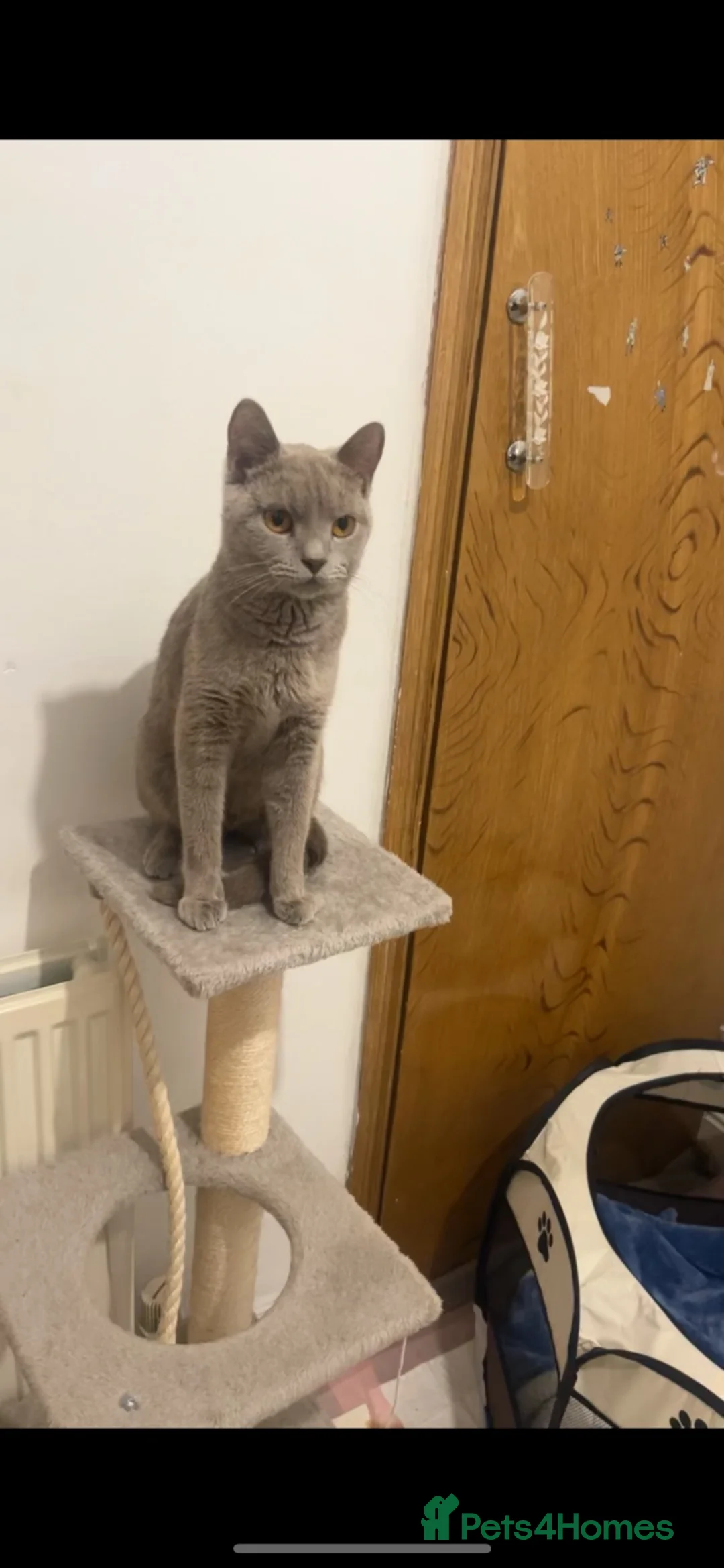 British Shorthair cats for sale: British short hair  in Keighley - Advert 1