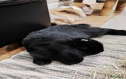 Mini Lop rabbits for sale: Mini lop and mini lop lion head  - Advert 15