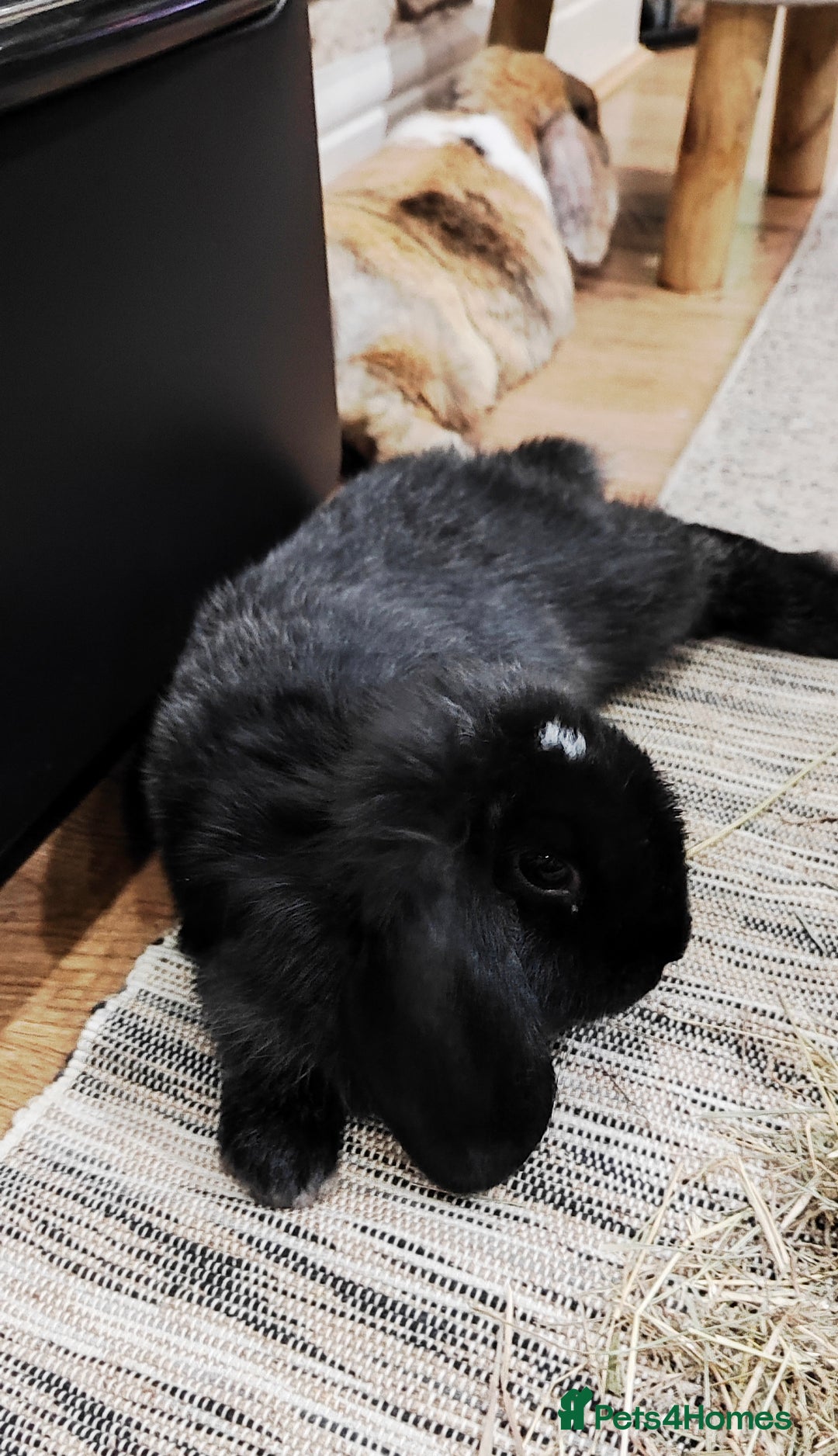 Mini Lop rabbits for sale: Mini lop and mini lop lion head  - Advert 15