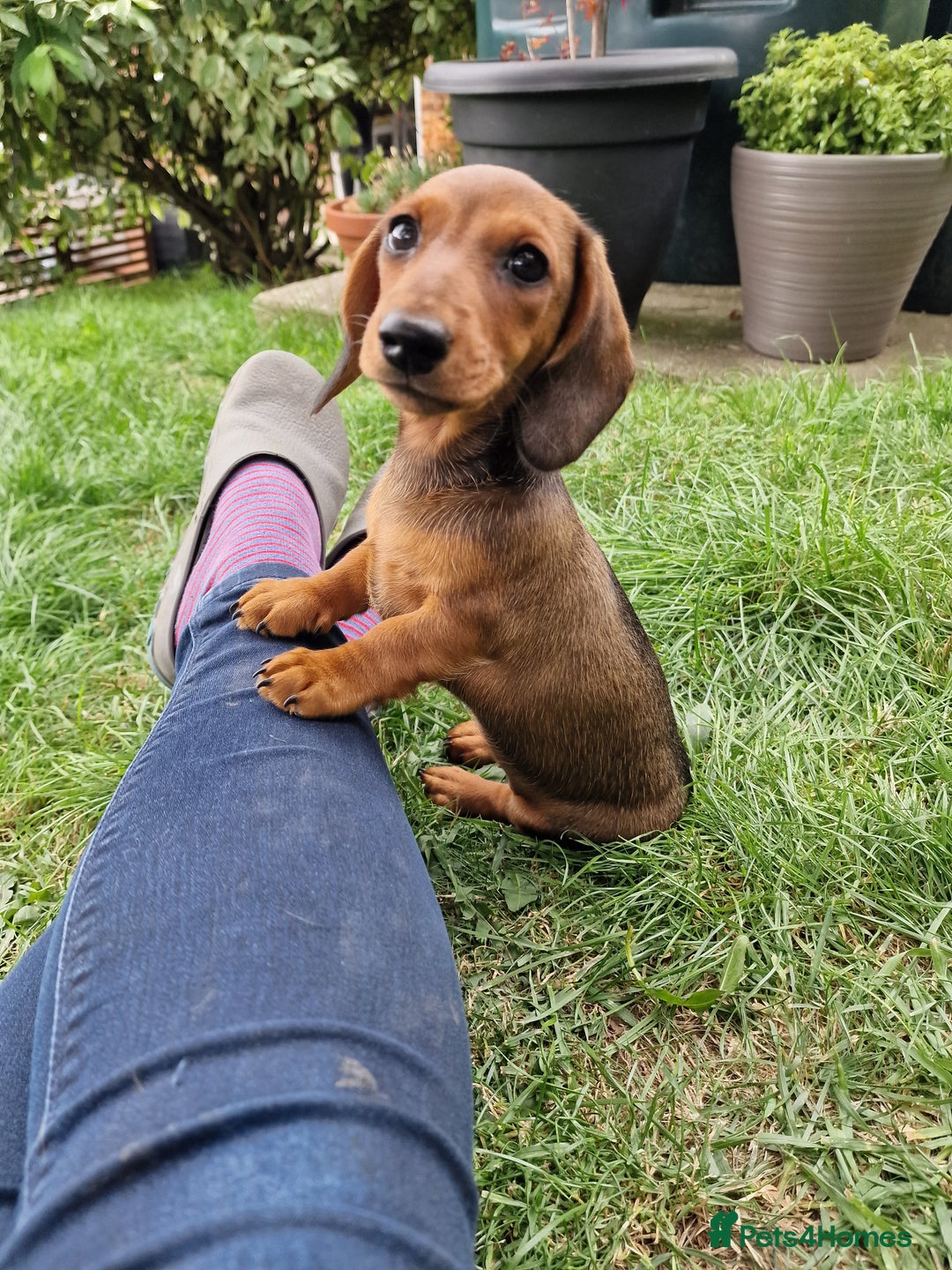 Dachshund dogs for sale: Champion sired, show quality miniature, ready now. - Image 22