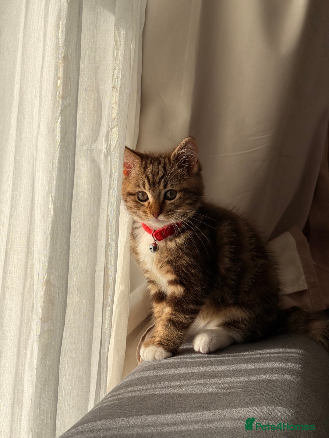 British Shorthair cats for sale: Beautiful British short Hair x Maine Coon mix  - Advert 3