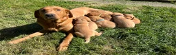 Labrador Retriever dogs for sale: Fox red labrador puppies - Advert 8