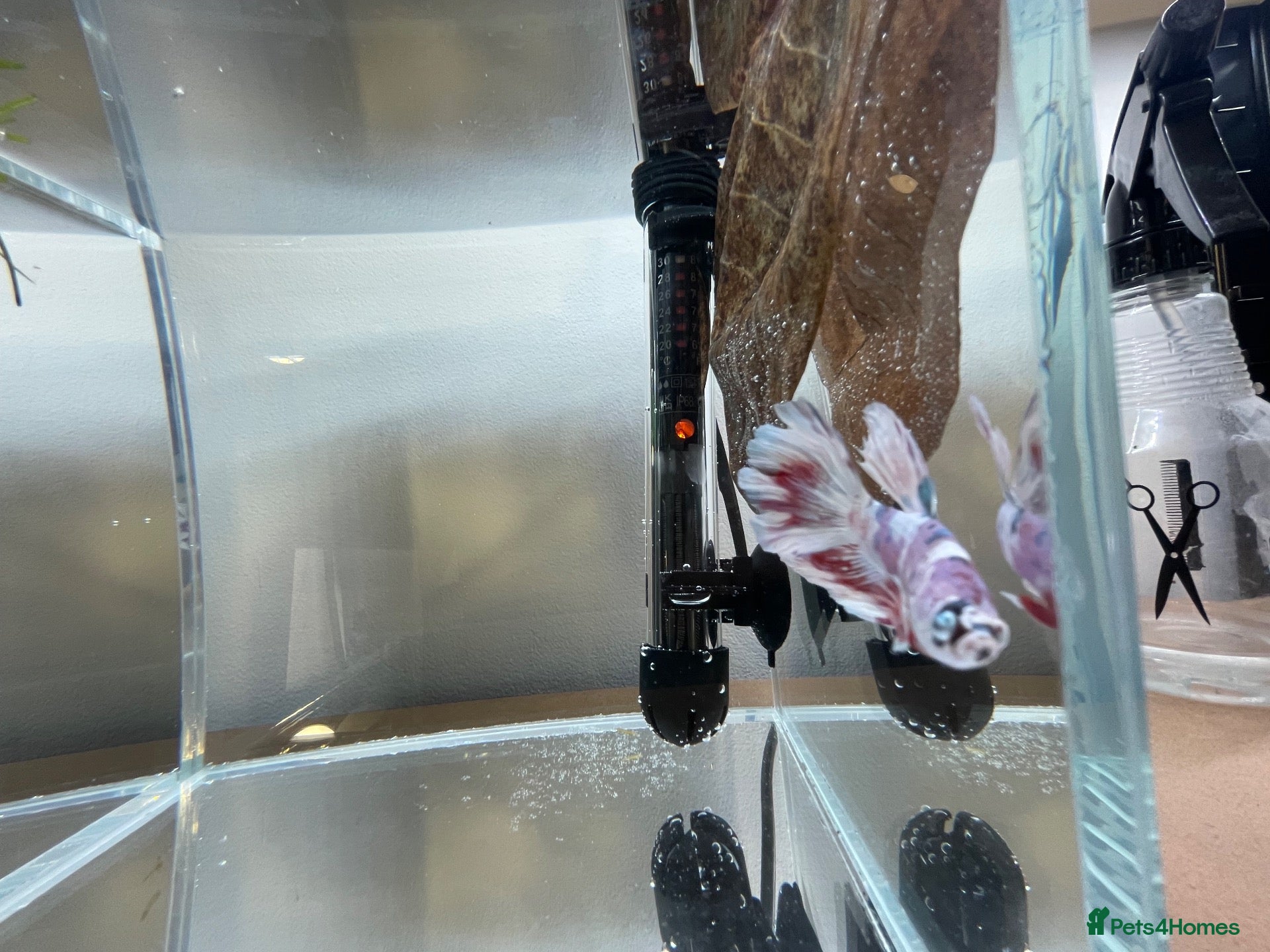 Bettas fish Betta sale!!  - Advert 5