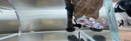 Bettas fish for sale: Betta sale!!  - Advert 1