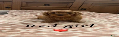 Cavapoo 6