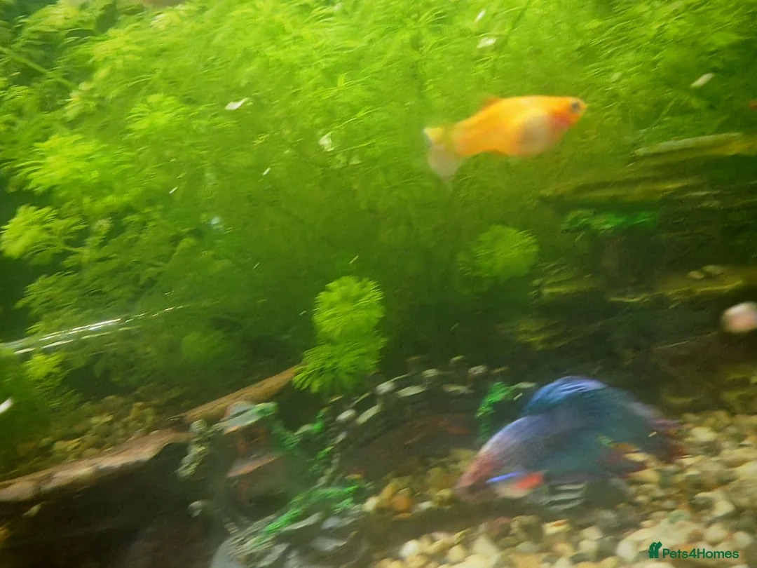 Platies fish for sale: Mixed Platies  - Advert 2