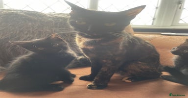 Mixed Breed cats - Advert 9
