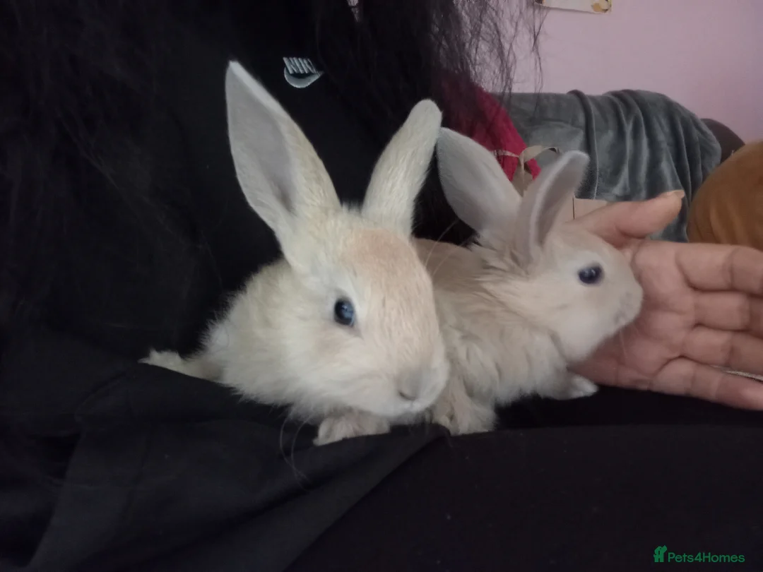 Mixed Breed rabbits for sale: baby rabbits due end of may - Advert 2