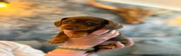 Miniature Dachshund dogs for sale: Chocolate & Tan Miniature Dachshunds | KC - Advert 5