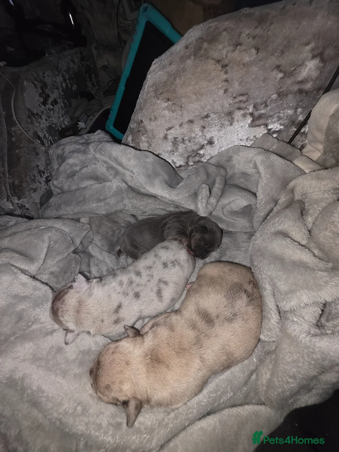 Mixed Breed dogs for sale: Beautiful French bulluahas  - Advert 1