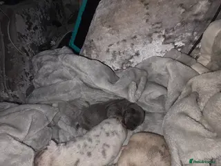Mixed Breed dogs Beautiful French bulluahas - Advert 1