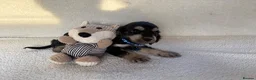 Cocker Spaniel dogs for sale: Show type cocker spaniels in Ipswich - Advert 6