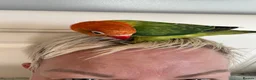 Lovebirds birds for sale: Two beautiful baby Lovebirds - Advert 3