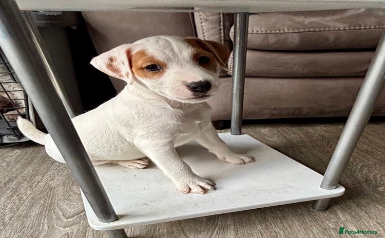Jack Russell dogs - Advert 2