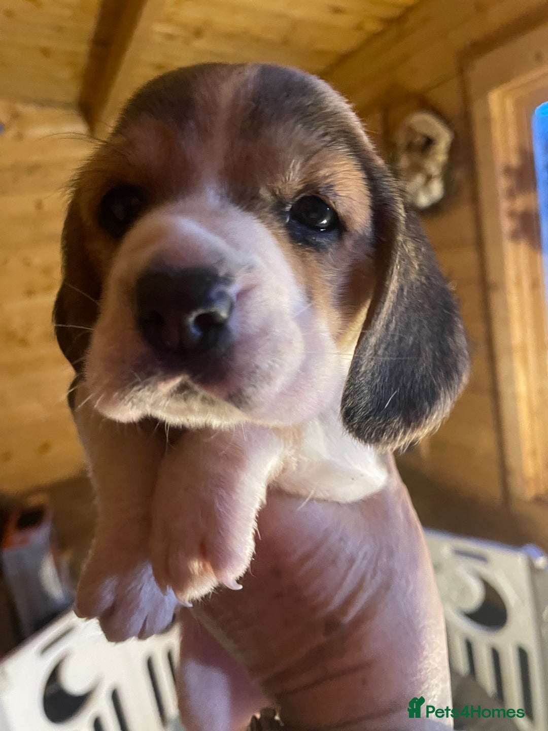 Beagle dogs for sale: 2tri girls kc reg ready after  **   - Advert 13