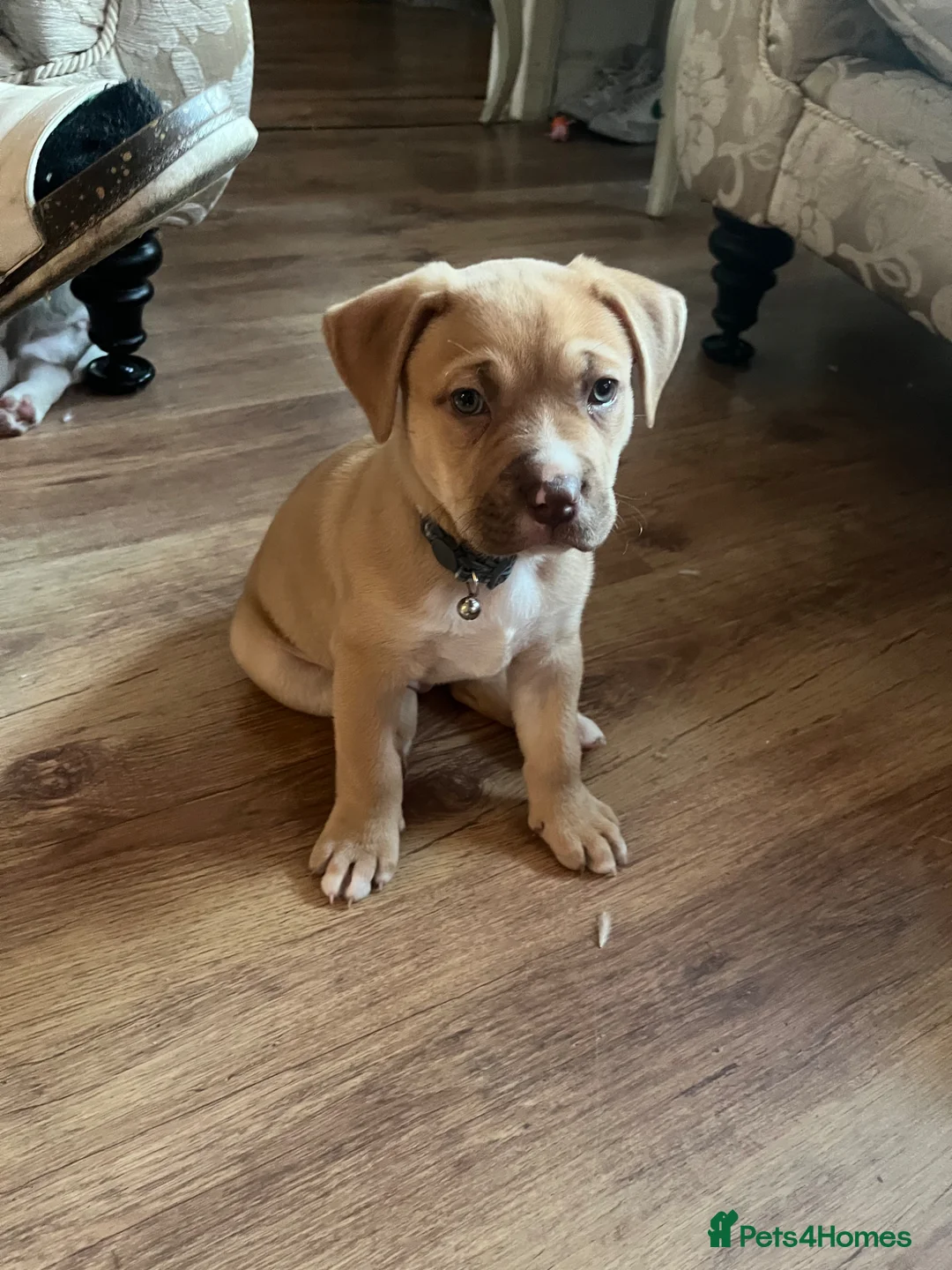 Mixed Breed dogs for sale: American bully  - Advert 4