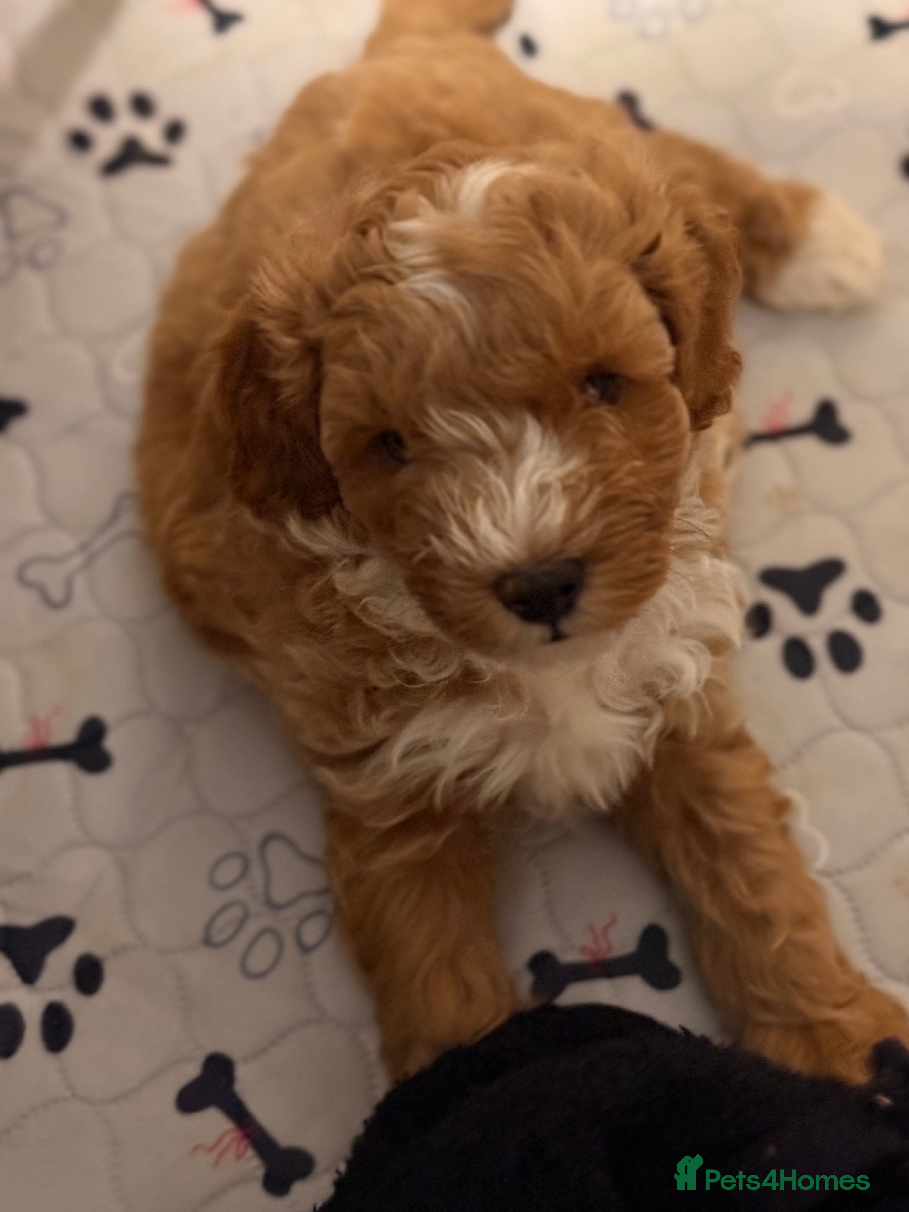 Cockapoo dogs Toy Poodle x Cockapoo Puppies Family Raised - Advert 18