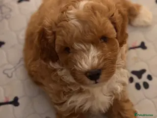 Cockapoo dogs Toy Poodle x Cockapoo Puppies Family Raised - Advert 18