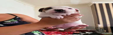 Staffordshire Bull Terrier 7