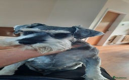 Miniature Schnauzer dogs for sale: KC REG MINI SCHNAUZER MAC AND EYE TESTED - Image 2