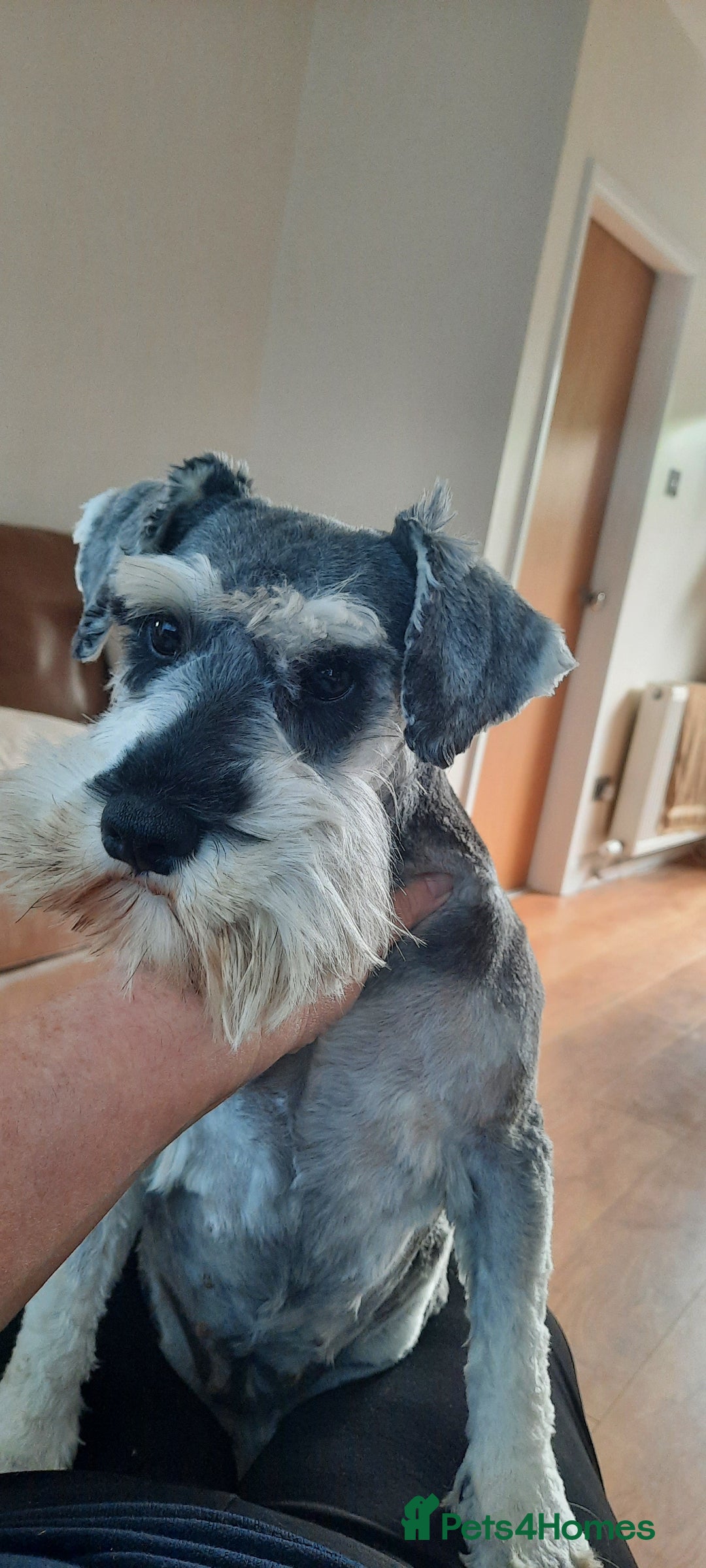 Miniature Schnauzer dogs for sale: KC REG MINI SCHNAUZER MAC AND EYE TESTED - Image 2