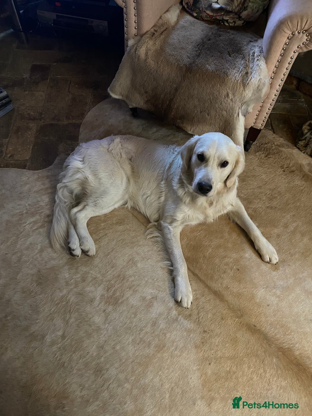 Golden Retriever dogs for sale: Re-homing Golden Retriever  - Advert 2