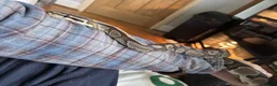 Python Snake reptiles for sale: beautiful friendly male ball python for sale  - Advert 1