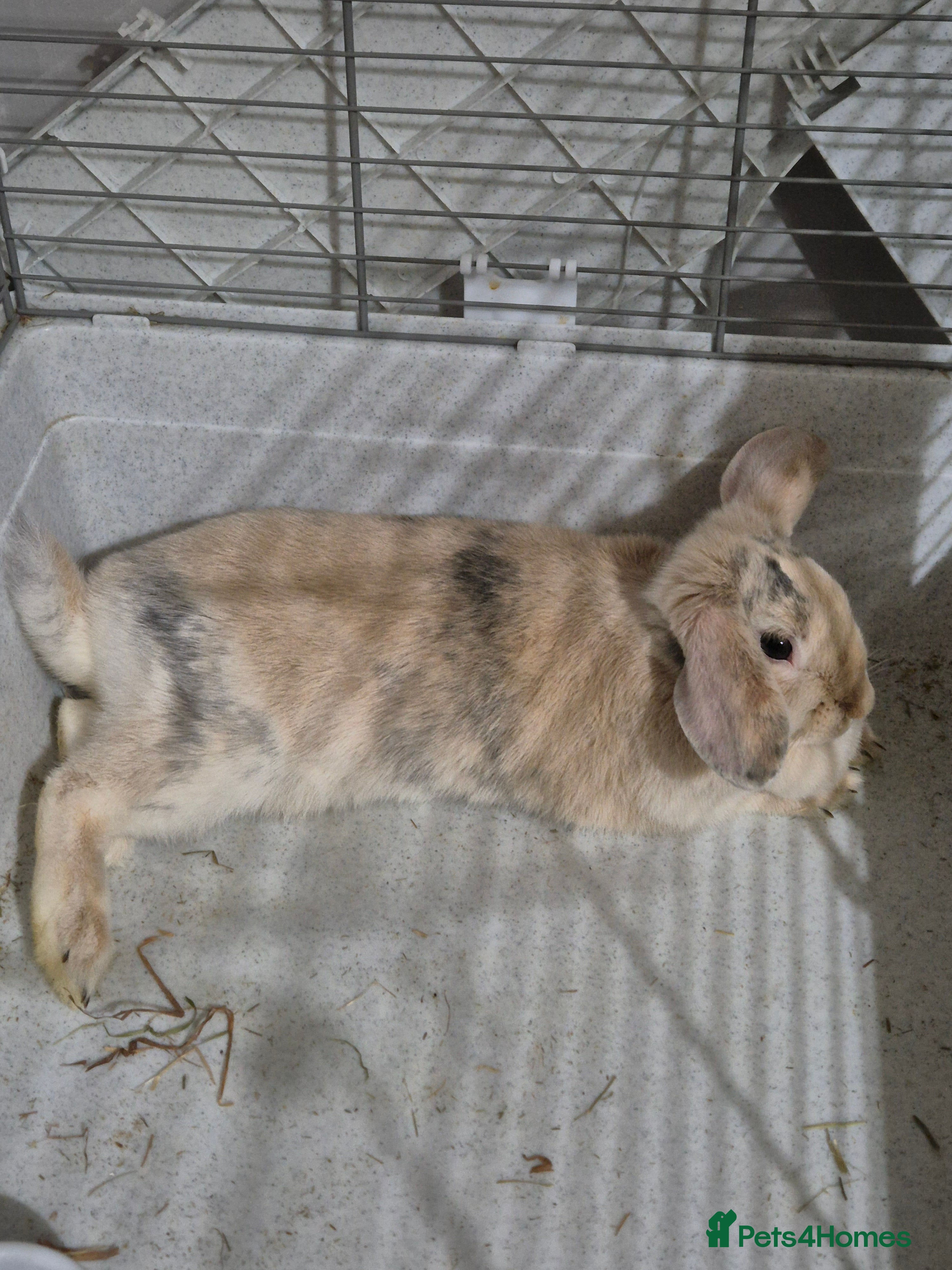 Mini Lop rabbits Beautiful doe - Advert 1