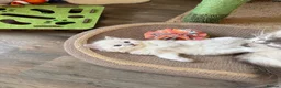 Ragdoll cats for sale: 🐾 Adorable Ragdoll  Kittens for Sale! 🐾  - Advert 14