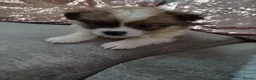 Pomapoo dogs for sale: * BOY PUPPY READY NOW * F1 POMAPOO - Advert 2