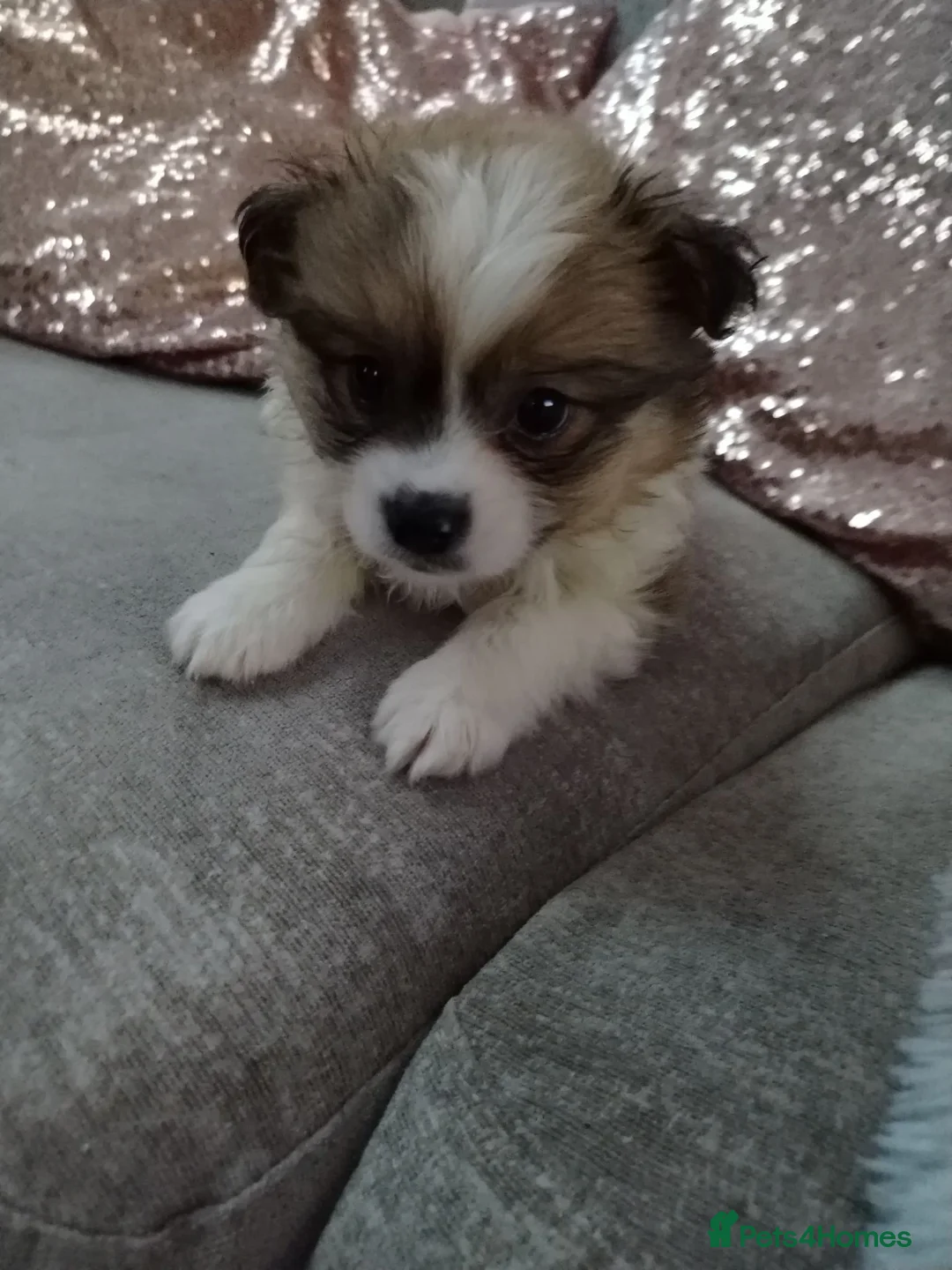 Pomapoo dogs for sale: * BOY PUPPY READY NOW * F1 POMAPOO - Advert 2