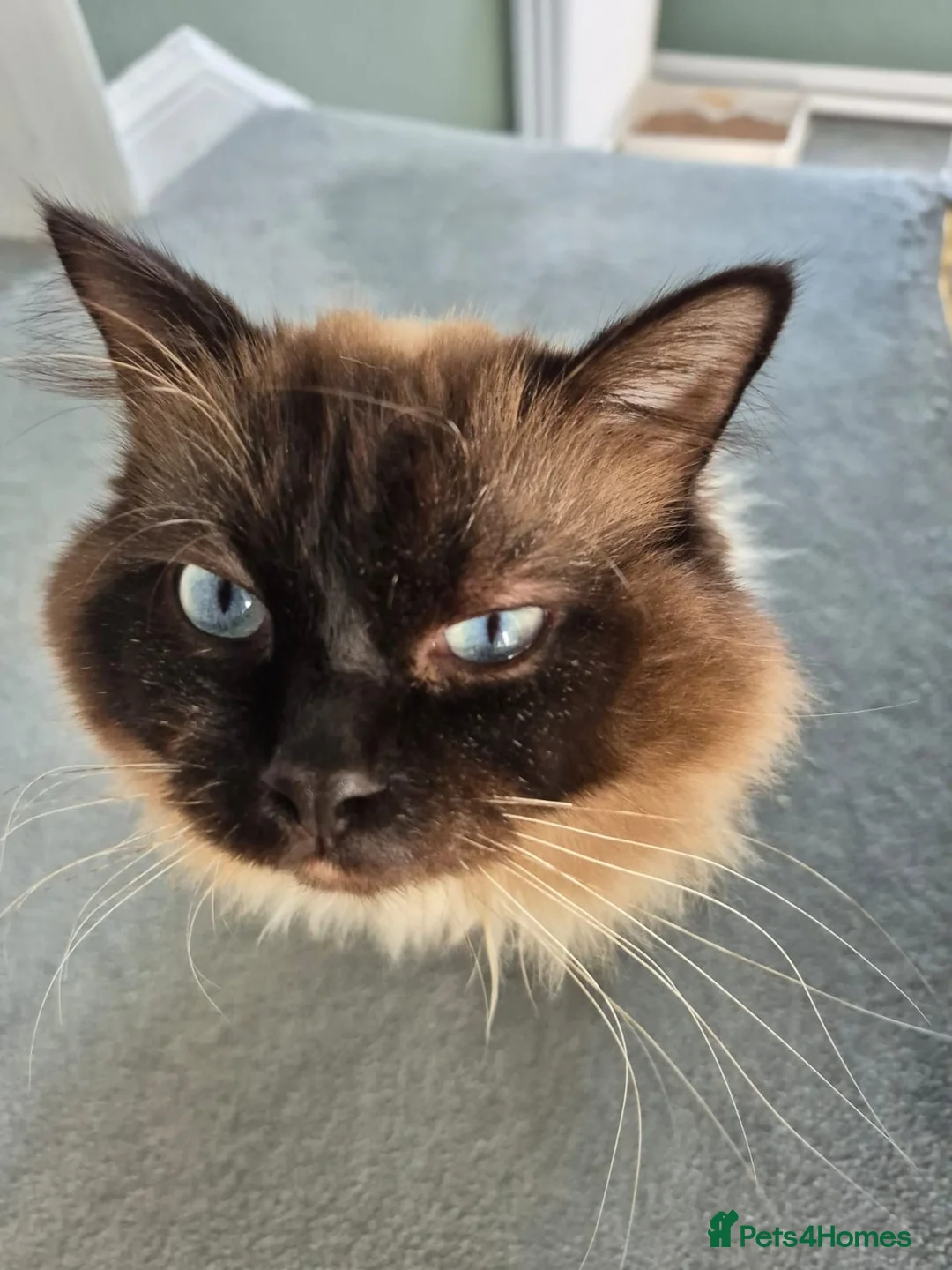 Ragdoll cats for stud: Ragdoll for stud  in Goole - Advert 6