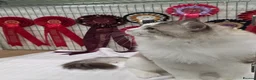 Ragdoll cats for sale: 🏆🎖 Premium GCCF Ragdoll Kittens Grand bloodlines - Advert 21