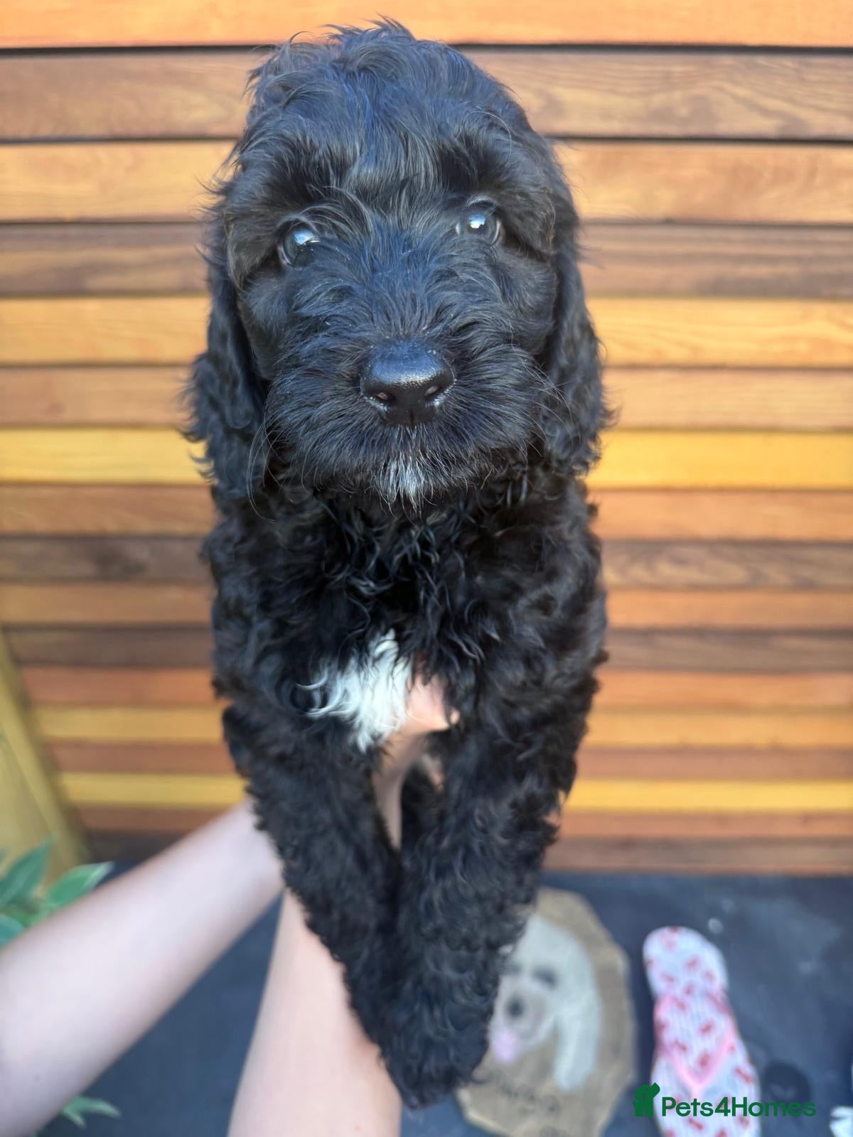 Goldendoodle dogs Beautiful f2b Golden doodles for sale  - Advert 2