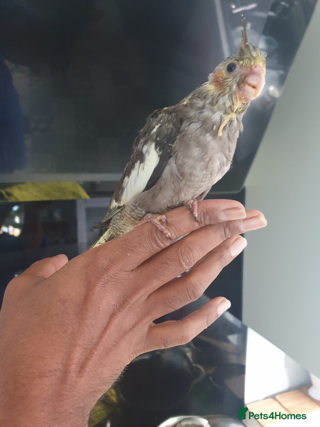 Cockatiels birds for sale: 2 resvd*3 hand reared baby cockatiels in Plymouth  - Advert 5