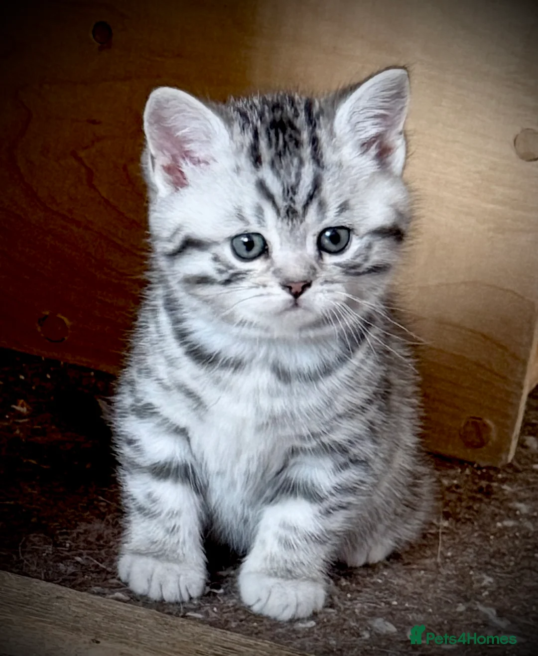 British Shorthair cats for sale: GCCF Registered British Shorthair Kittens in Spennymoor - Advert 2