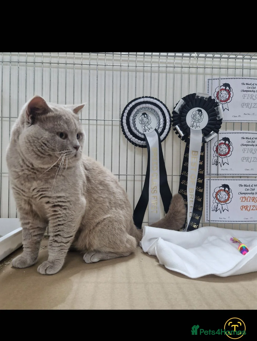 British Shorthair cats for stud: 🐾 Exceptional Lilac British Shorthair Stud 🐾 in Bristol - Advert 5